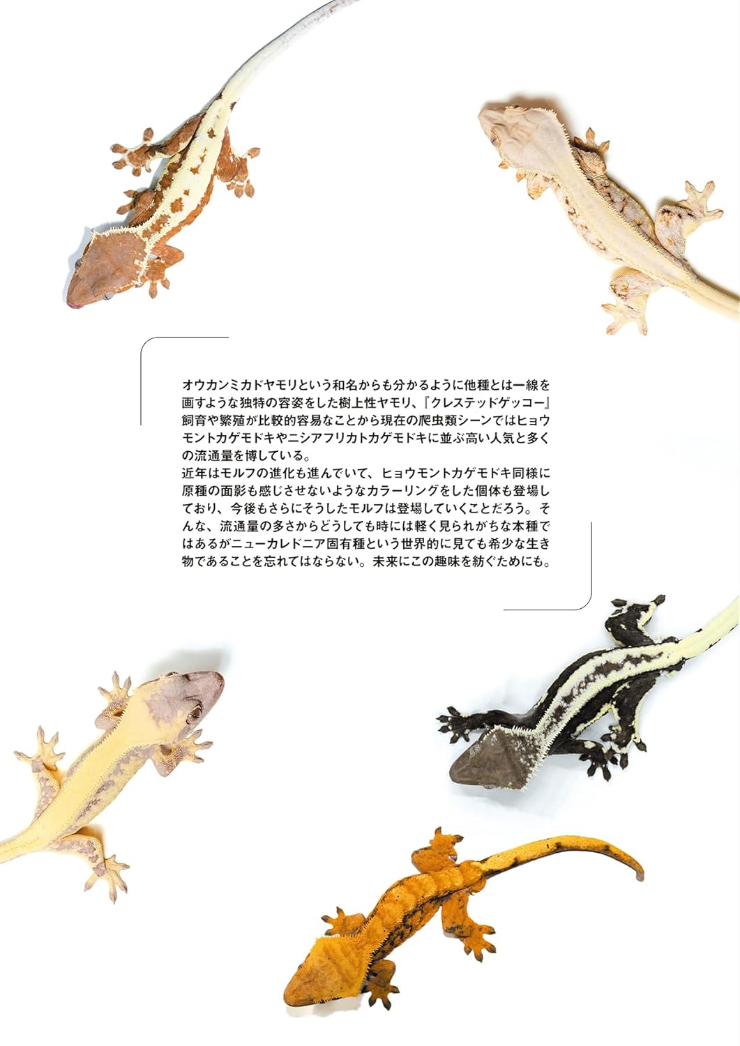 レプファン Vol.28 クレステッドゲッコー