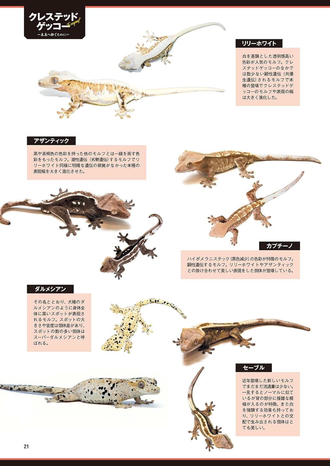 レプファン Vol.28　クレスモルフ