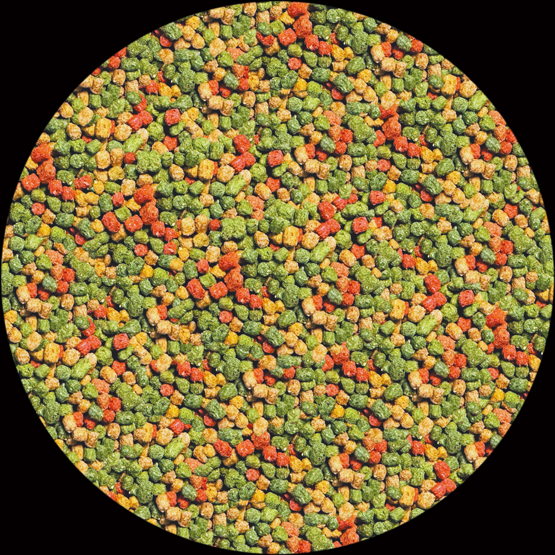 幼体フトアゴヒゲトカゲフード 粒