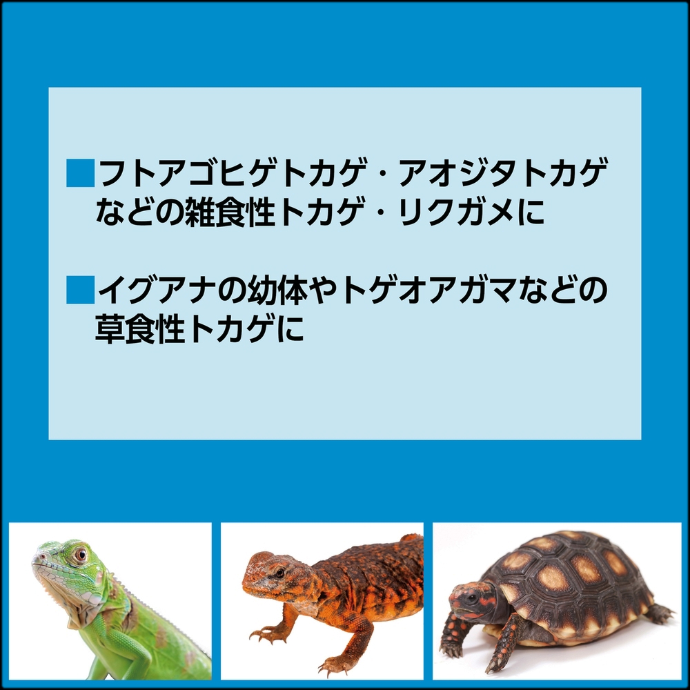 カルシウムペースト乳酸菌プラス フトアゴ アオジタ リクガメ トゲオアガマ イグアナ幼体に