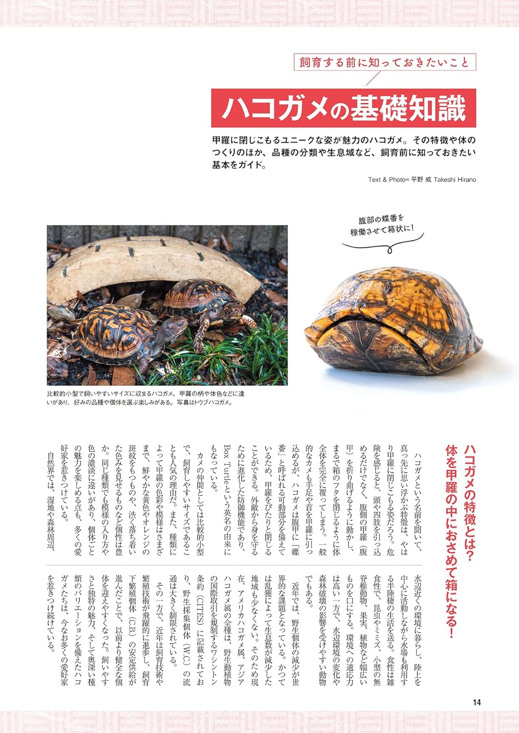 レプファン Vol.29 ハコガメの基礎知識
