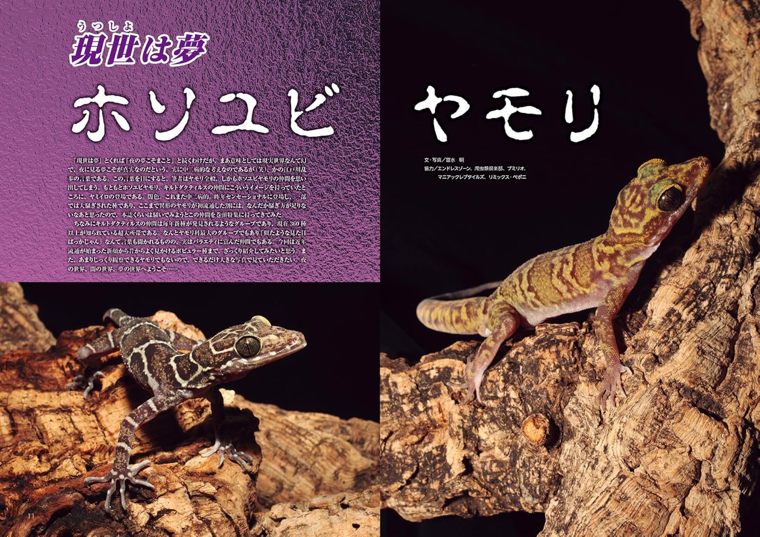 ホソユビヤモリ
