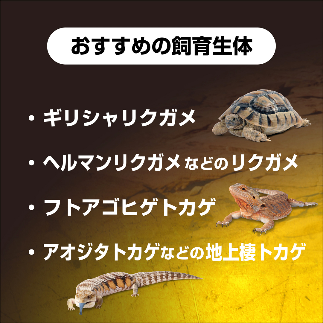 フトアゴヒゲトカゲ＆リクガメ飼育キットBK　で飼育できる種類