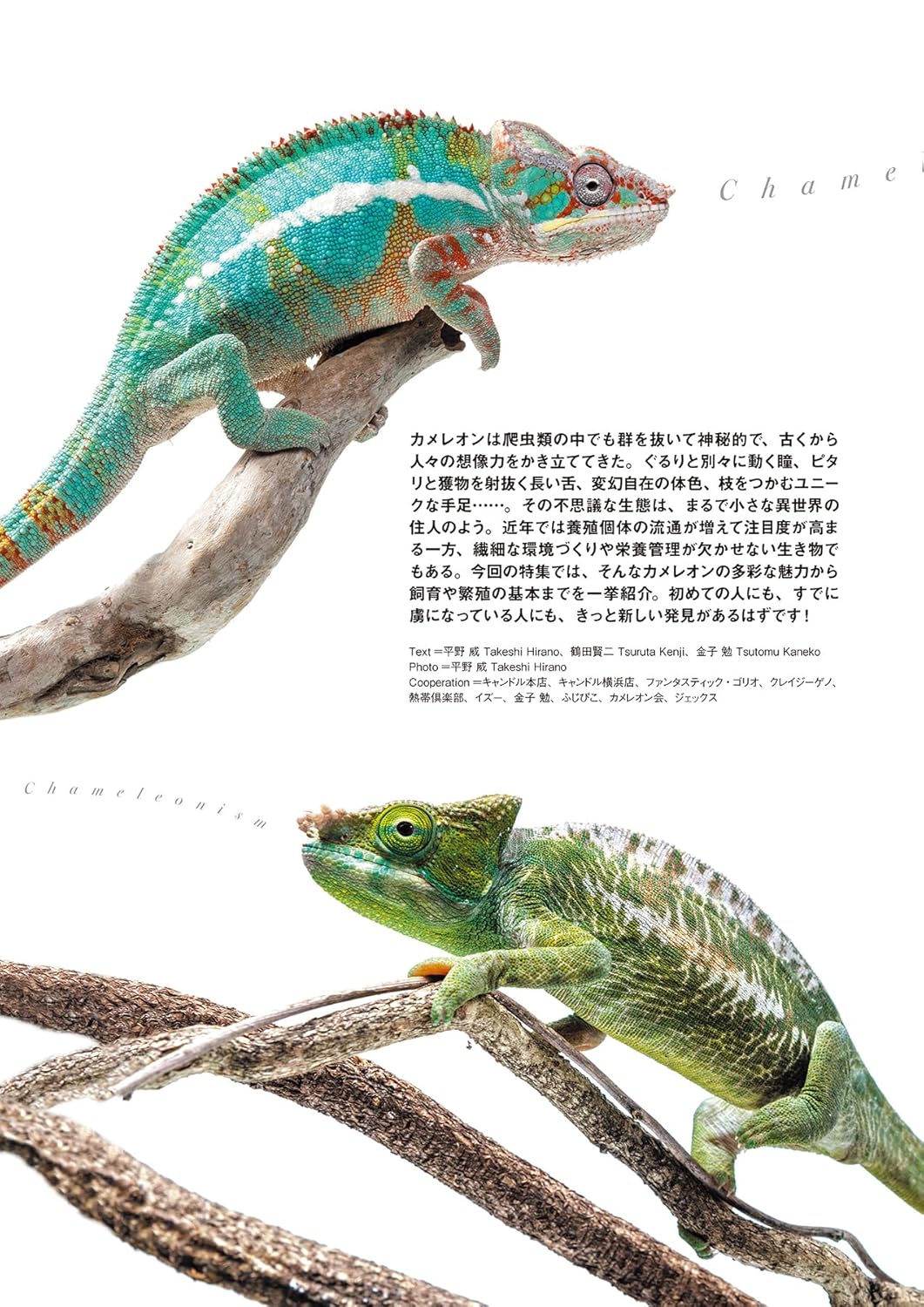 レプファン Vol.27 カメレオン