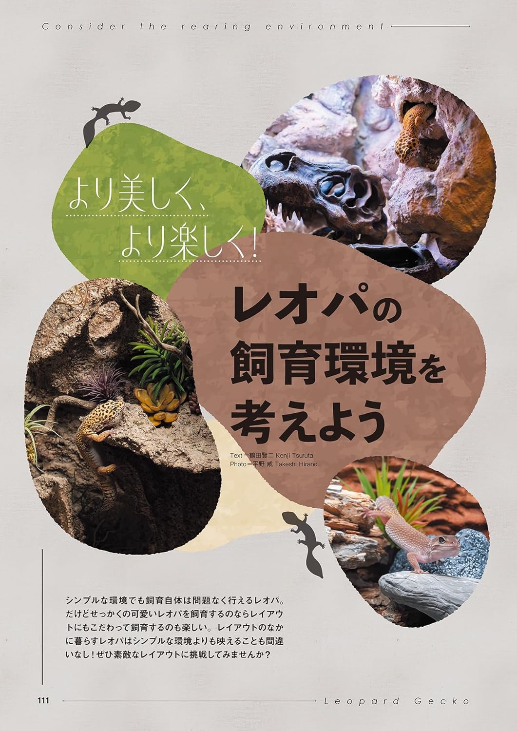 レプファン Vol.27 レオパの飼育環境